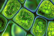 Plant cells resize.png