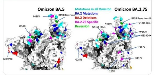 ACROBiosystems’ announces the release of their latest BA.2.75 antigen products