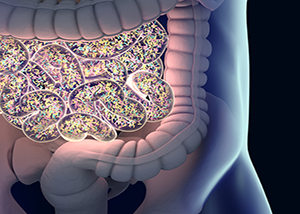 GutBacteria2 lower res.jpg 1