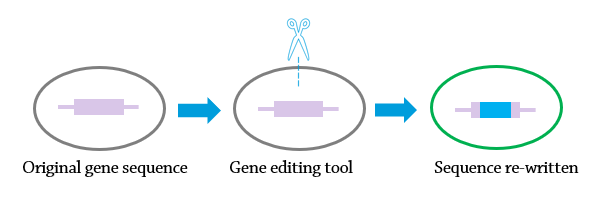 Gene editing diagram.png