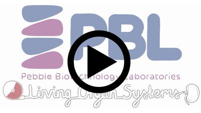 Living Organ System Animation