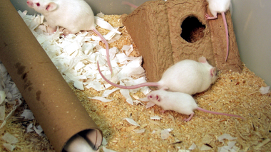 Colony of white mice in home cage.png 1