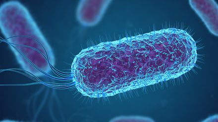 E.coli.png