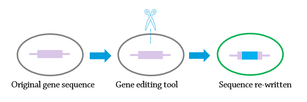 Gene editing diagram.png