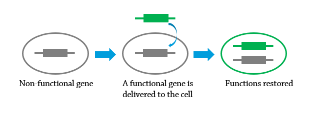 Gene Augmentation diagram.png