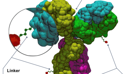 Antibody-drug_conjugate_structure.svg.png